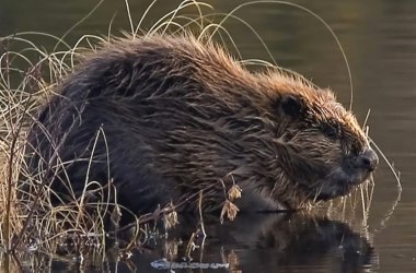 Eurasischer Biber, © Per Harald Olson | CC BY-SA 3.0