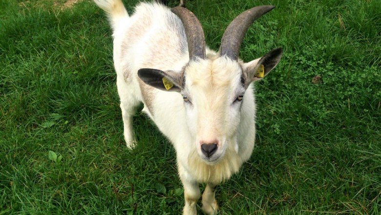 Dwarf Goat, © Verein Naturpark Nordwald